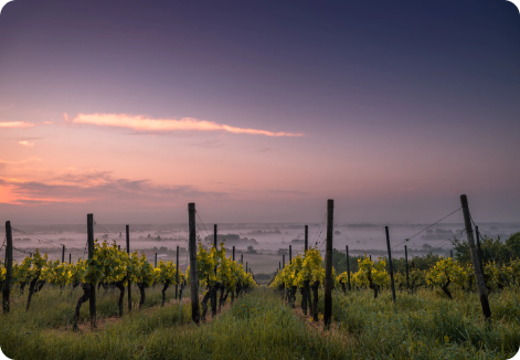 DOMAINE AMIRAULT, LE CLOS DES QUARTERONS